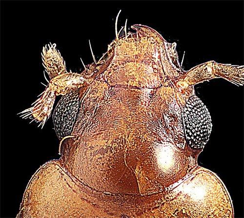 Réf. 228 899 : Tachys turkestanicus